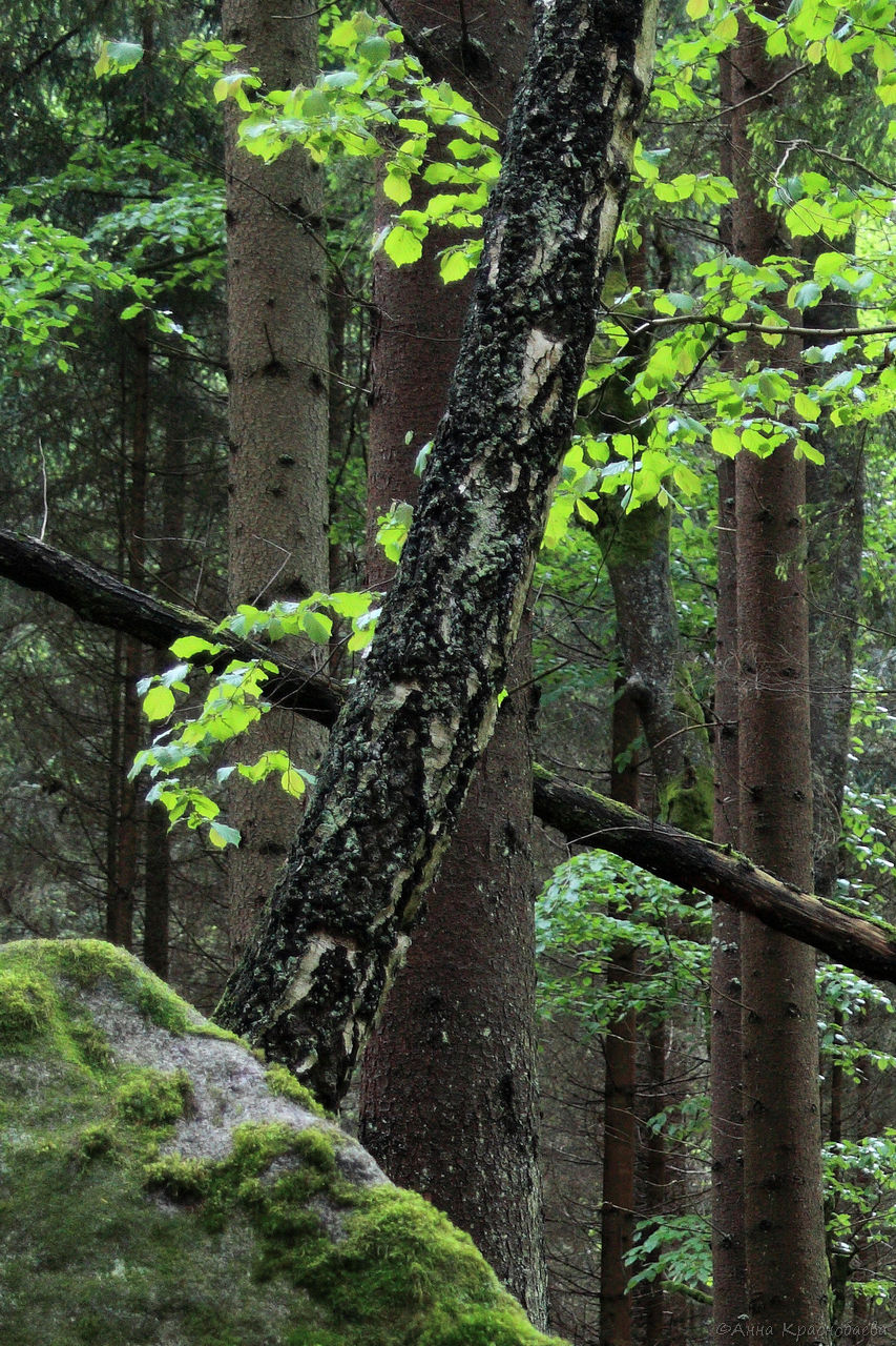 Vyšší Brod a Opatská stezka, image of landscape/habitat.