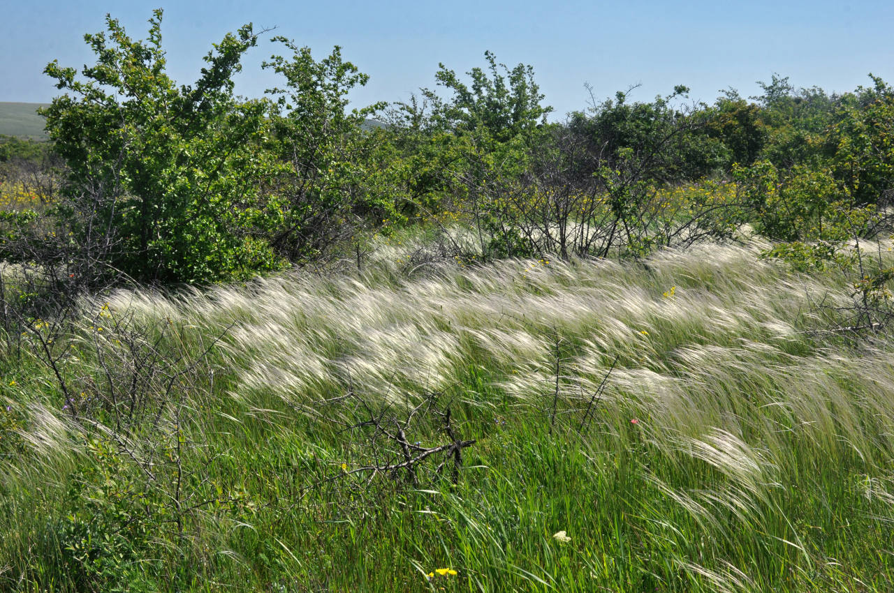 Бухта Шелковица и окрестности, image of landscape/habitat.