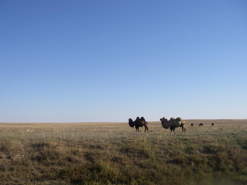 Зимовка Таскора, image of landscape/habitat.