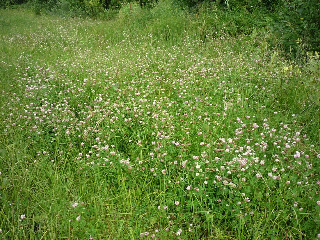 Усть-Шоноша, image of landscape/habitat.