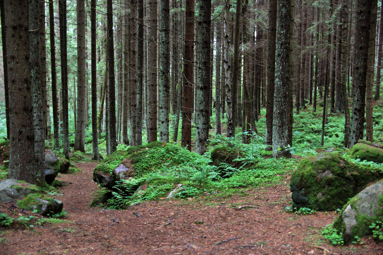Vyšší Brod a Opatská stezka, image of landscape/habitat.