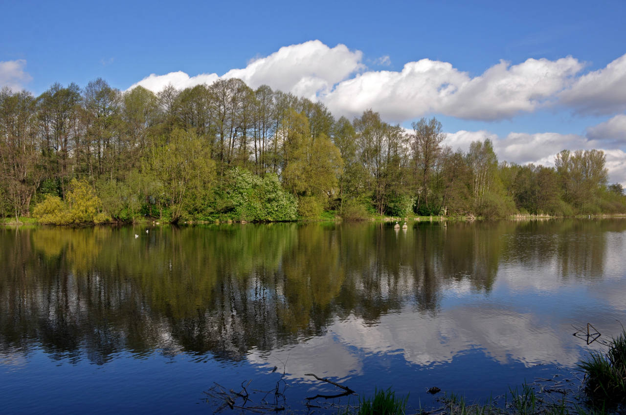 Железнодорожный, image of landscape/habitat.