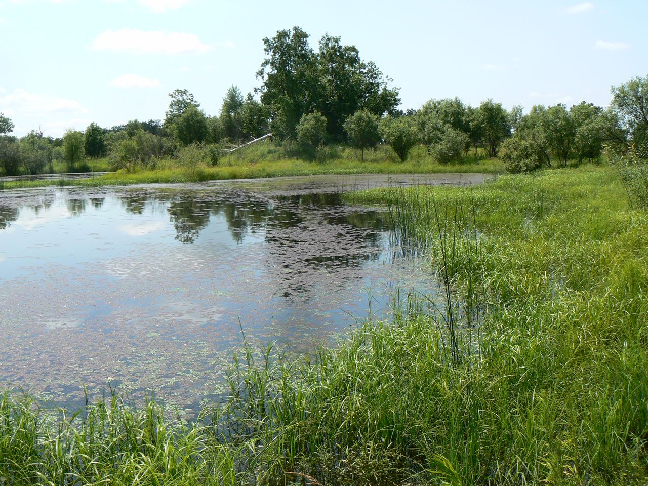 Невельское, image of landscape/habitat.