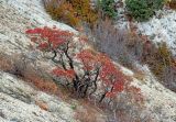 Отроги горы Совхозная, image of landscape/habitat.