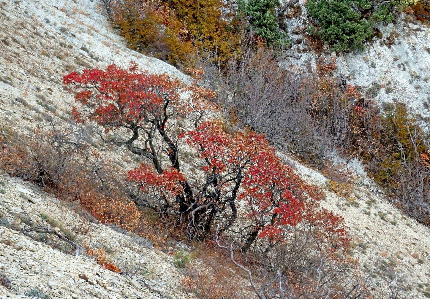 Отроги горы Совхозная, изображение ландшафта.