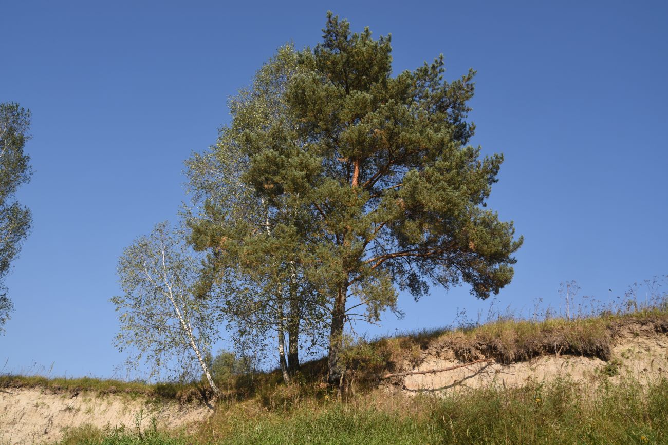 Красногорьевский мост, image of landscape/habitat.