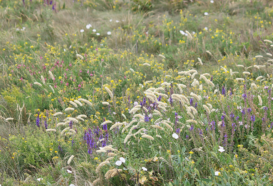 Отроги горы Совхозная, image of landscape/habitat.