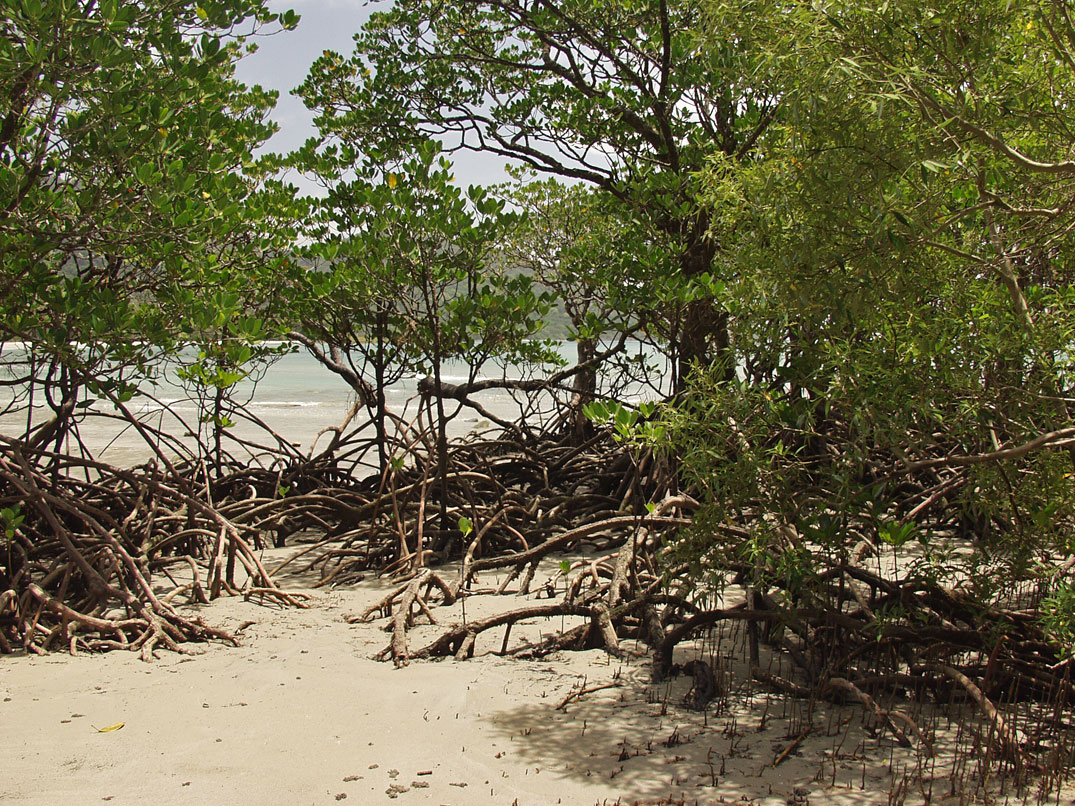 Cape Tribulation, image of landscape/habitat.