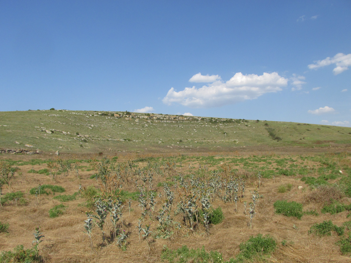 Кипчак, изображение ландшафта.