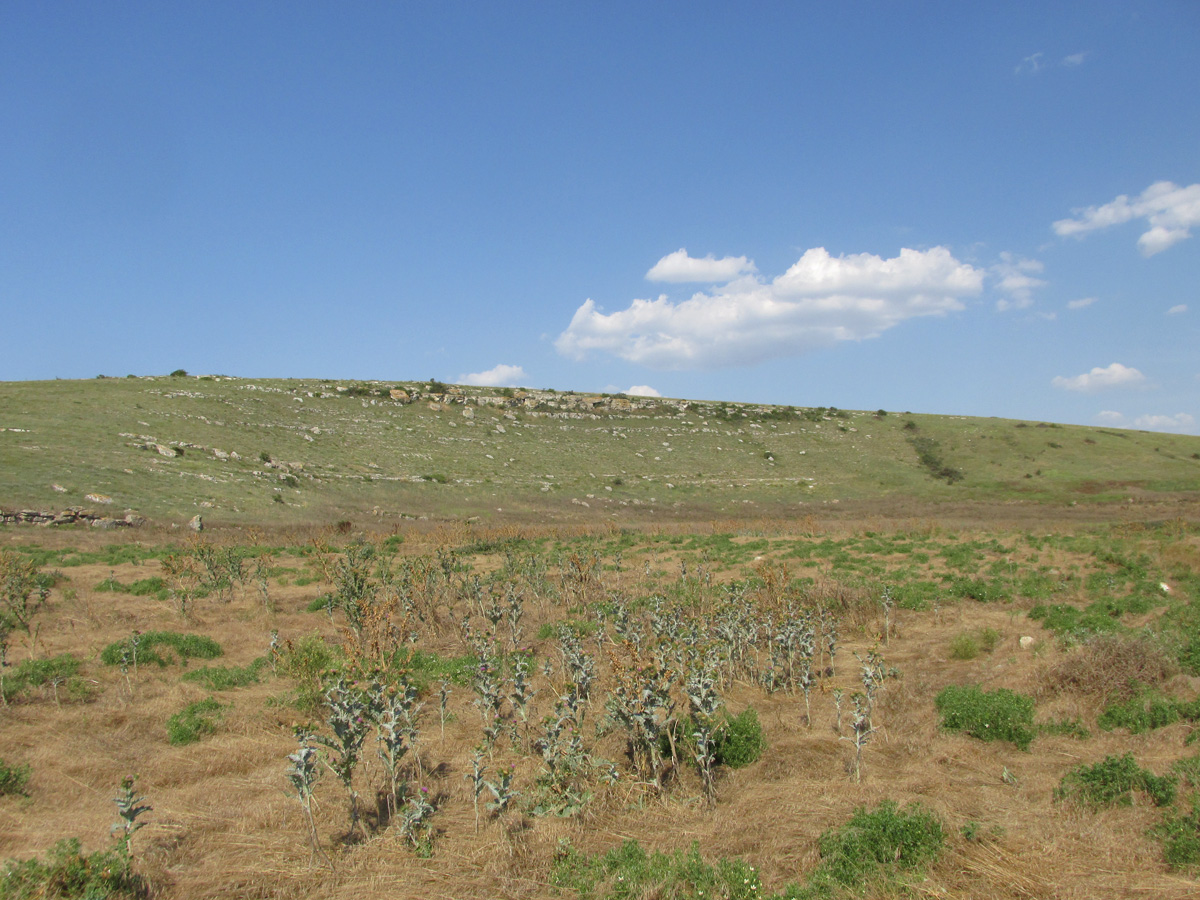 Кипчак, image of landscape/habitat.