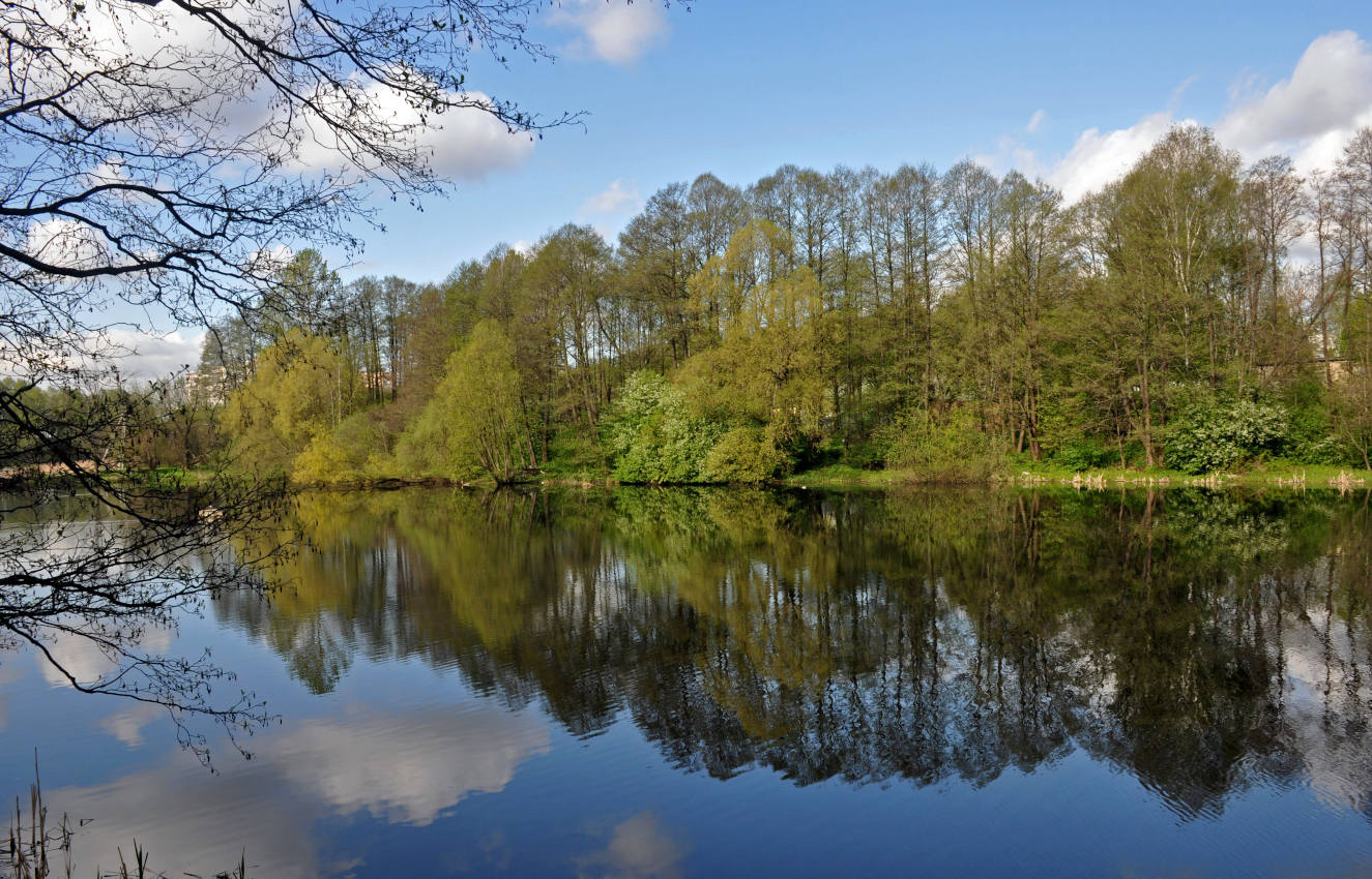 Железнодорожный, image of landscape/habitat.