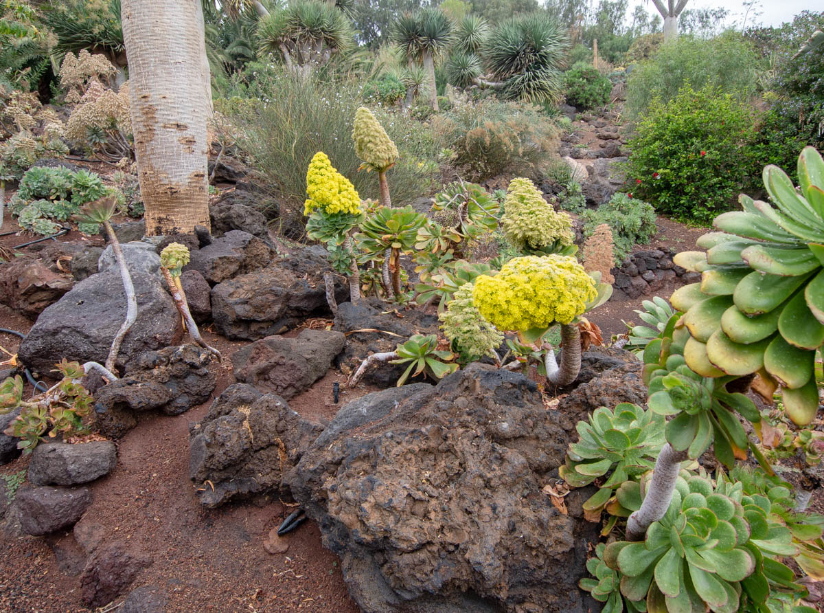 Ботанический сад Фуэртевентуры, image of landscape/habitat.