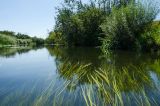 Окрестности деревни Карнаухово, image of landscape/habitat.