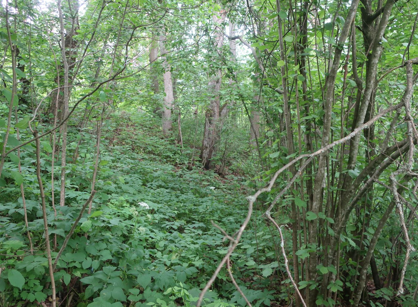 Дуденёвский заказник и р. Тьма, image of landscape/habitat.