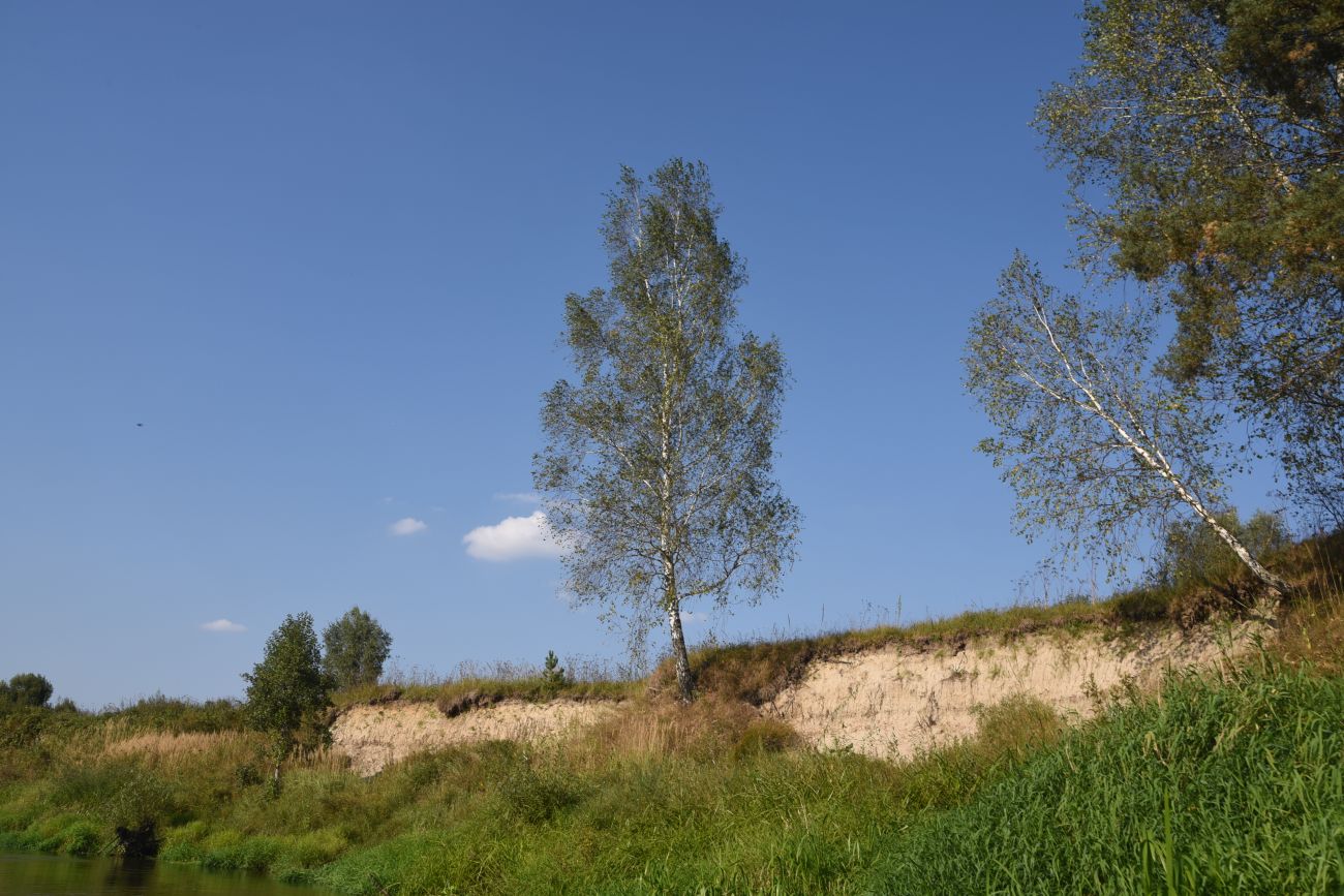 Красногорьевский мост, image of landscape/habitat.