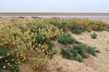 Бархан Большой Брат, image of landscape/habitat.