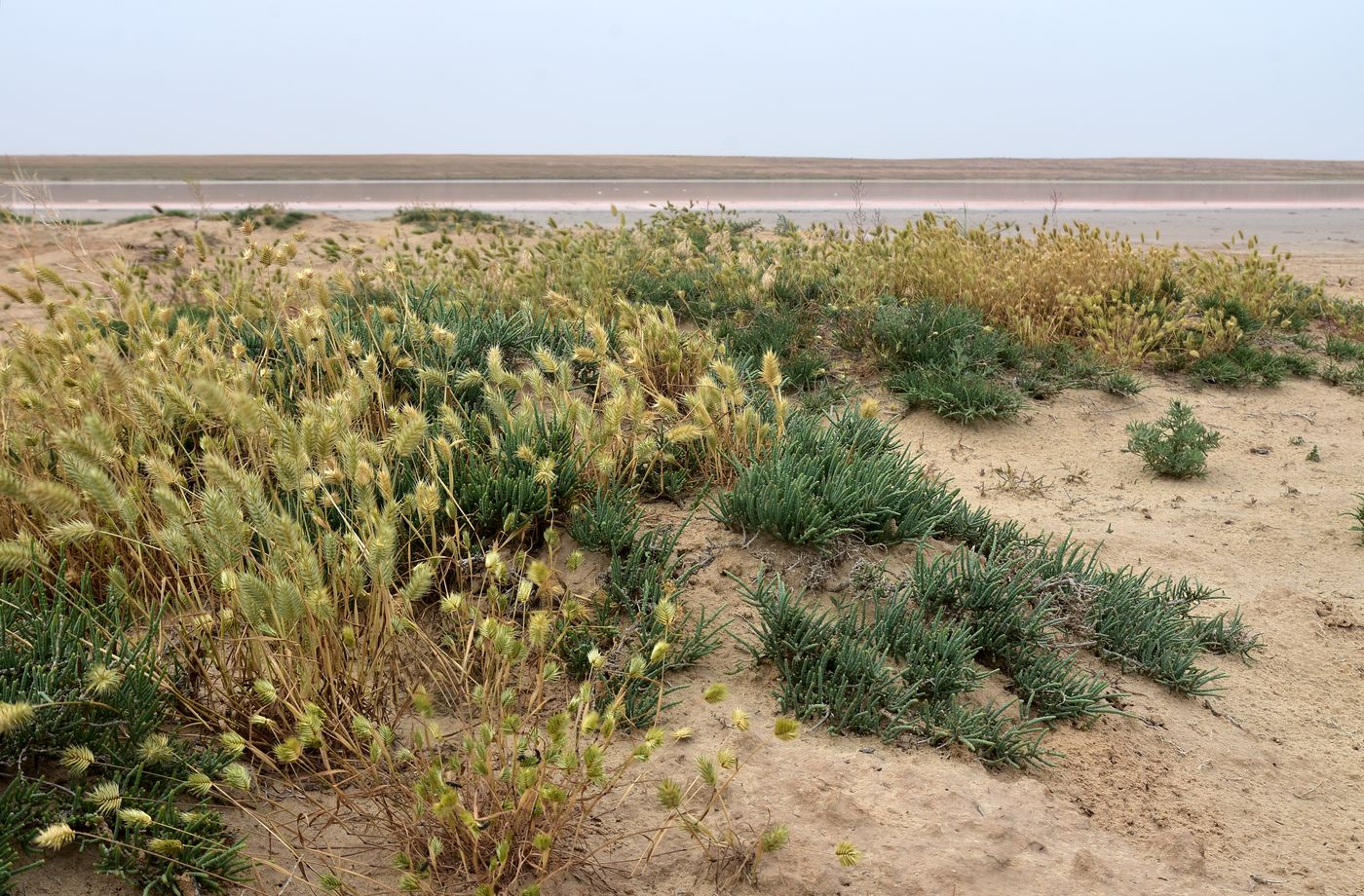 Бархан Большой Брат, image of landscape/habitat.