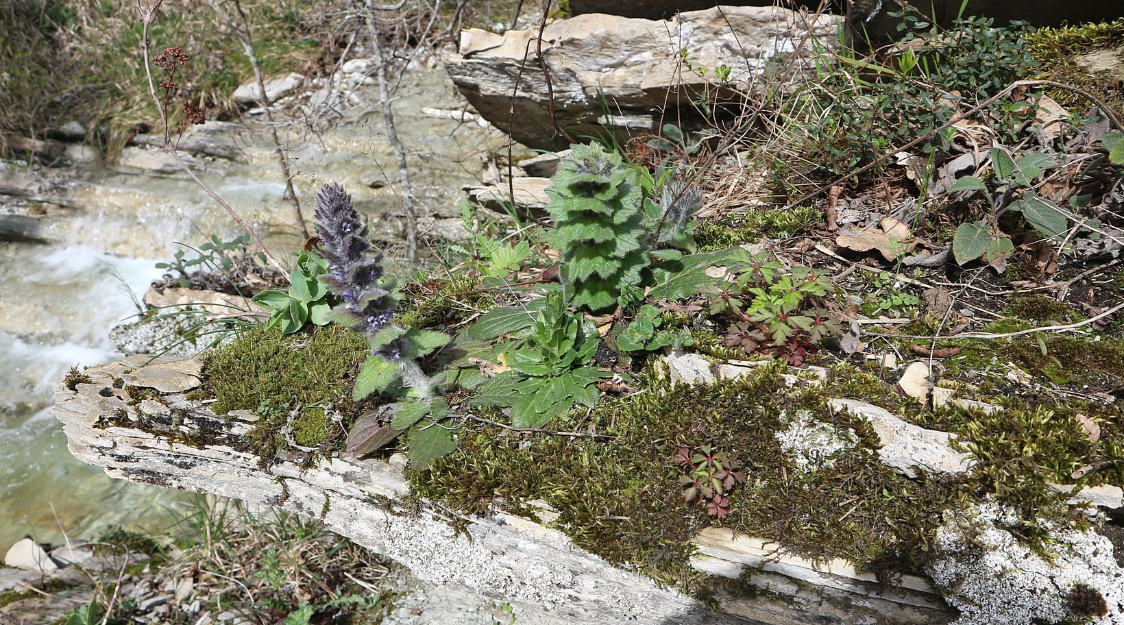 Долина реки Жанэ, image of landscape/habitat.
