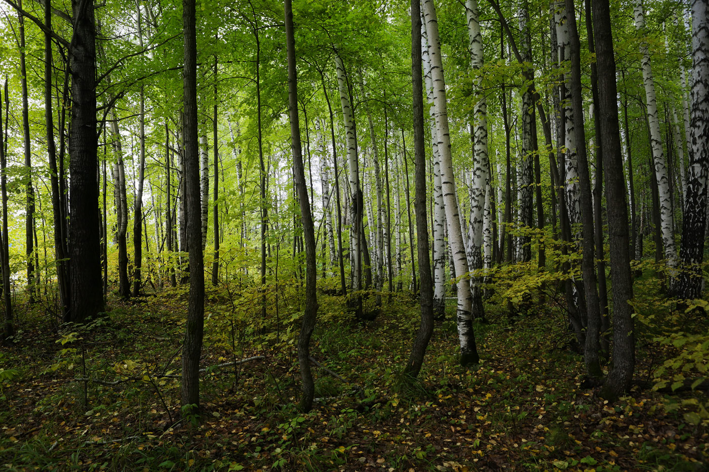 Кунчурихинский бор, image of landscape/habitat.