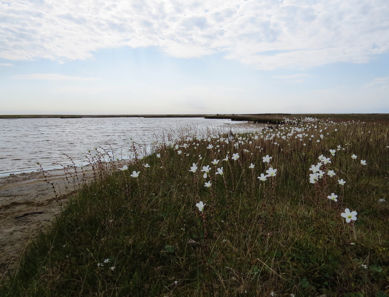 Остров Сибирякова, image of landscape/habitat.