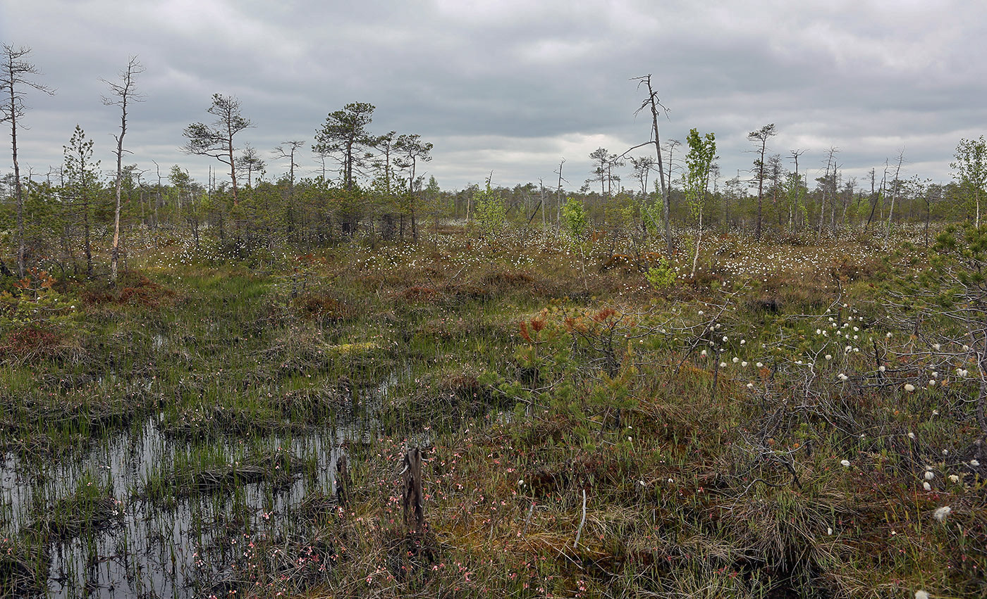 Окрестности Краснокамска, image of landscape/habitat.