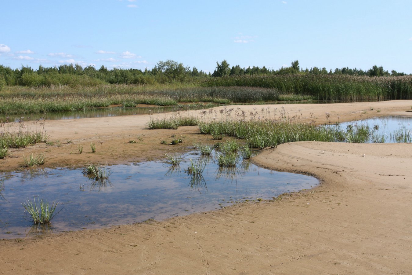 Спицино, image of landscape/habitat.