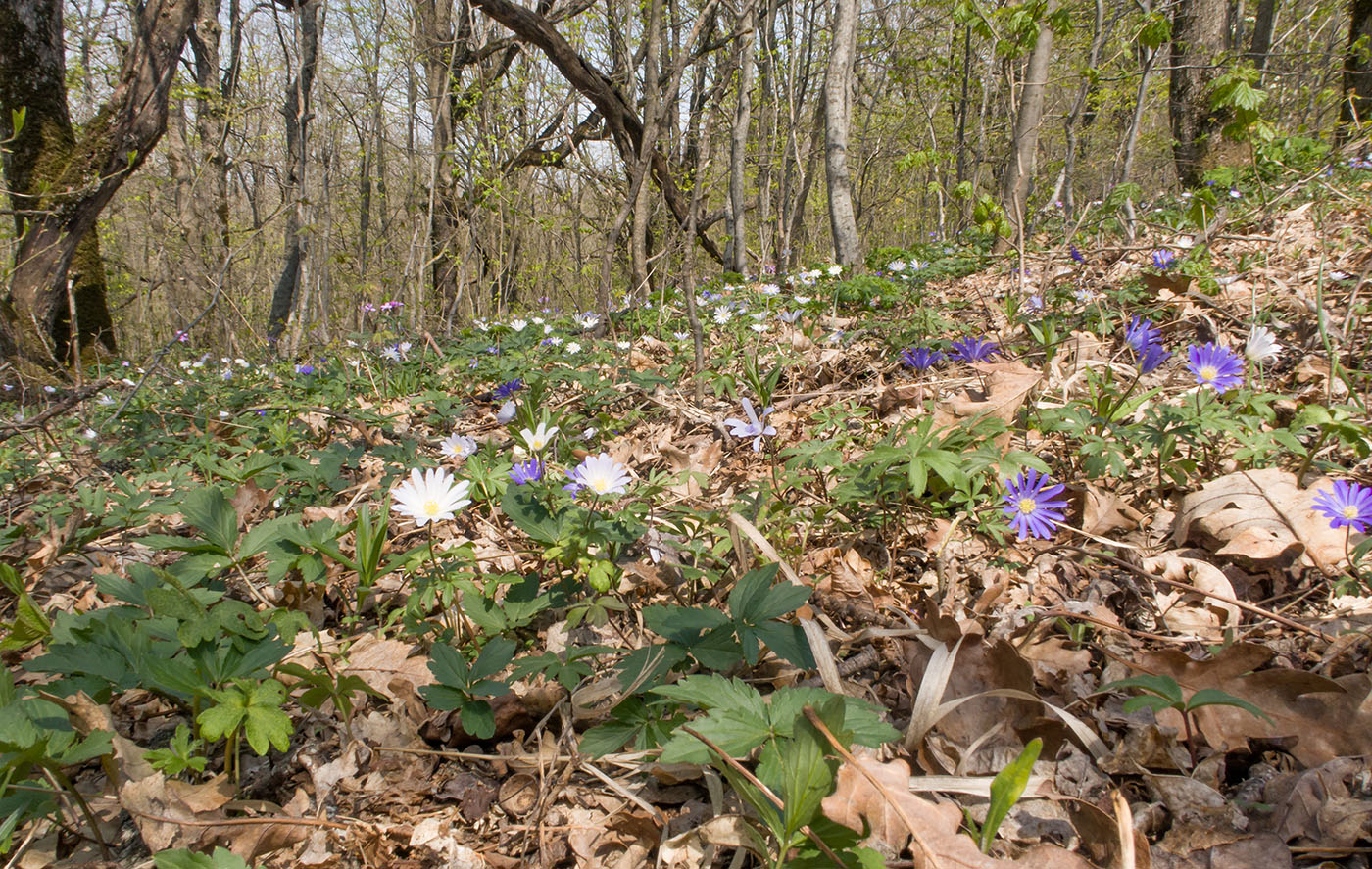 Гора Рябкова, image of landscape/habitat.