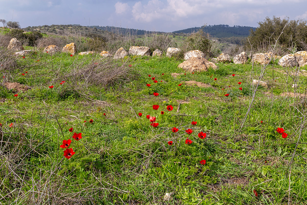 Мареша, image of landscape/habitat.