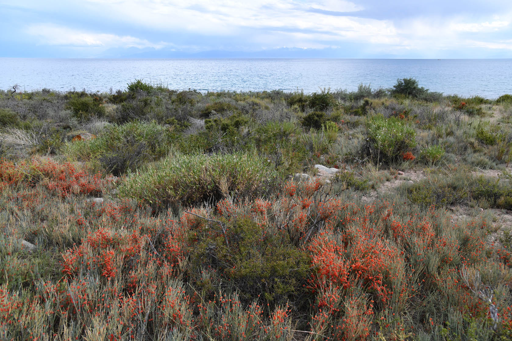 Чолпон-Ата, image of landscape/habitat.