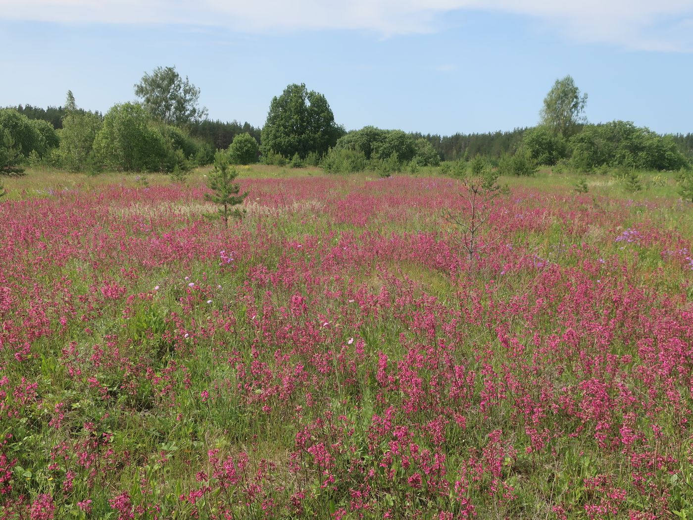 Дуденёвский заказник и р. Тьма, image of landscape/habitat.