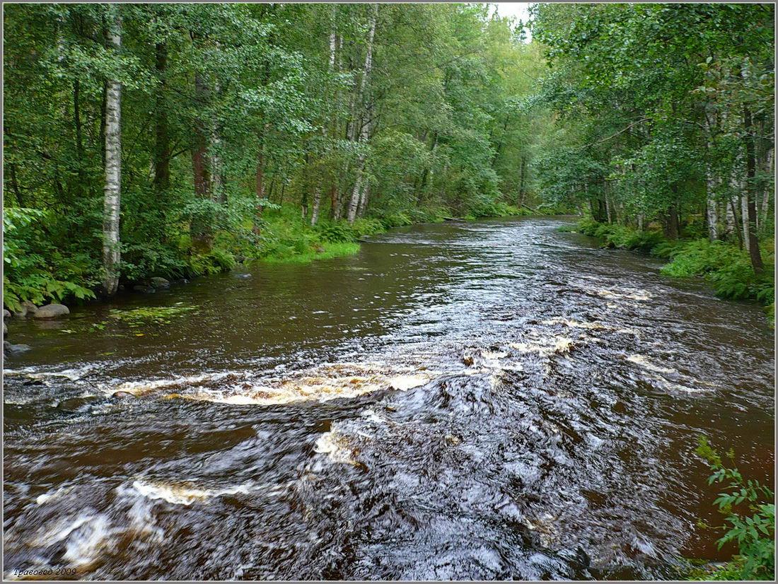 Станция Петяярви, image of landscape/habitat.