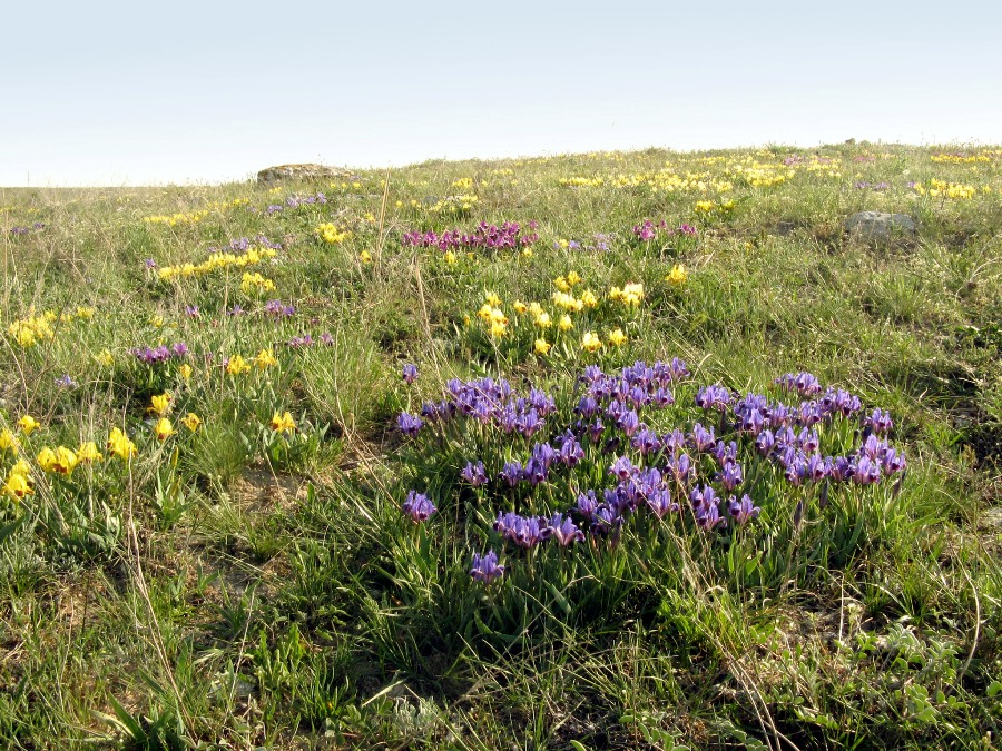 Тарханкут, image of landscape/habitat.