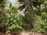 Cape Tribulation, image of landscape/habitat.