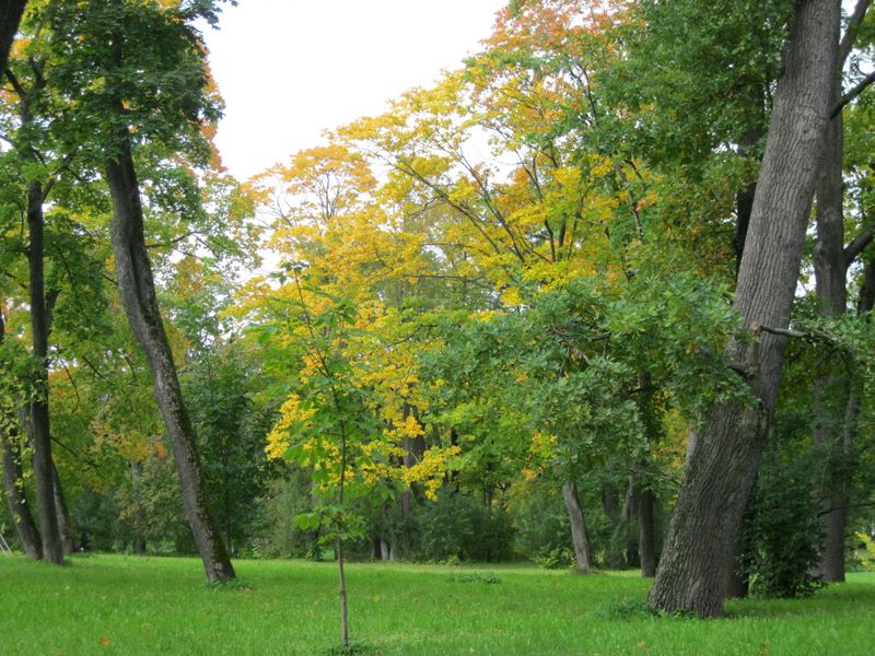 Город Пушкин, image of landscape/habitat.