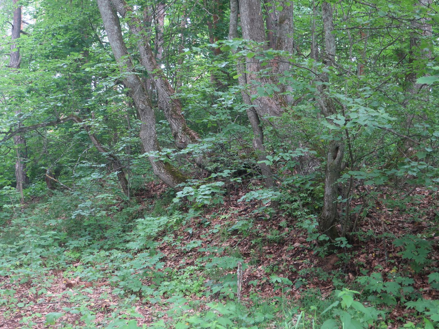 Дуденёвский заказник и р. Тьма, image of landscape/habitat.