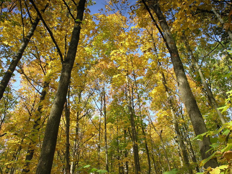Дудергофские высоты, image of landscape/habitat.