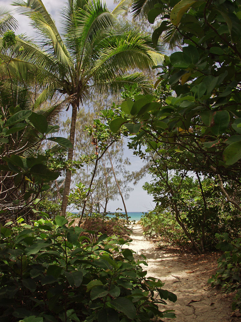 Cape Tribulation, image of landscape/habitat.