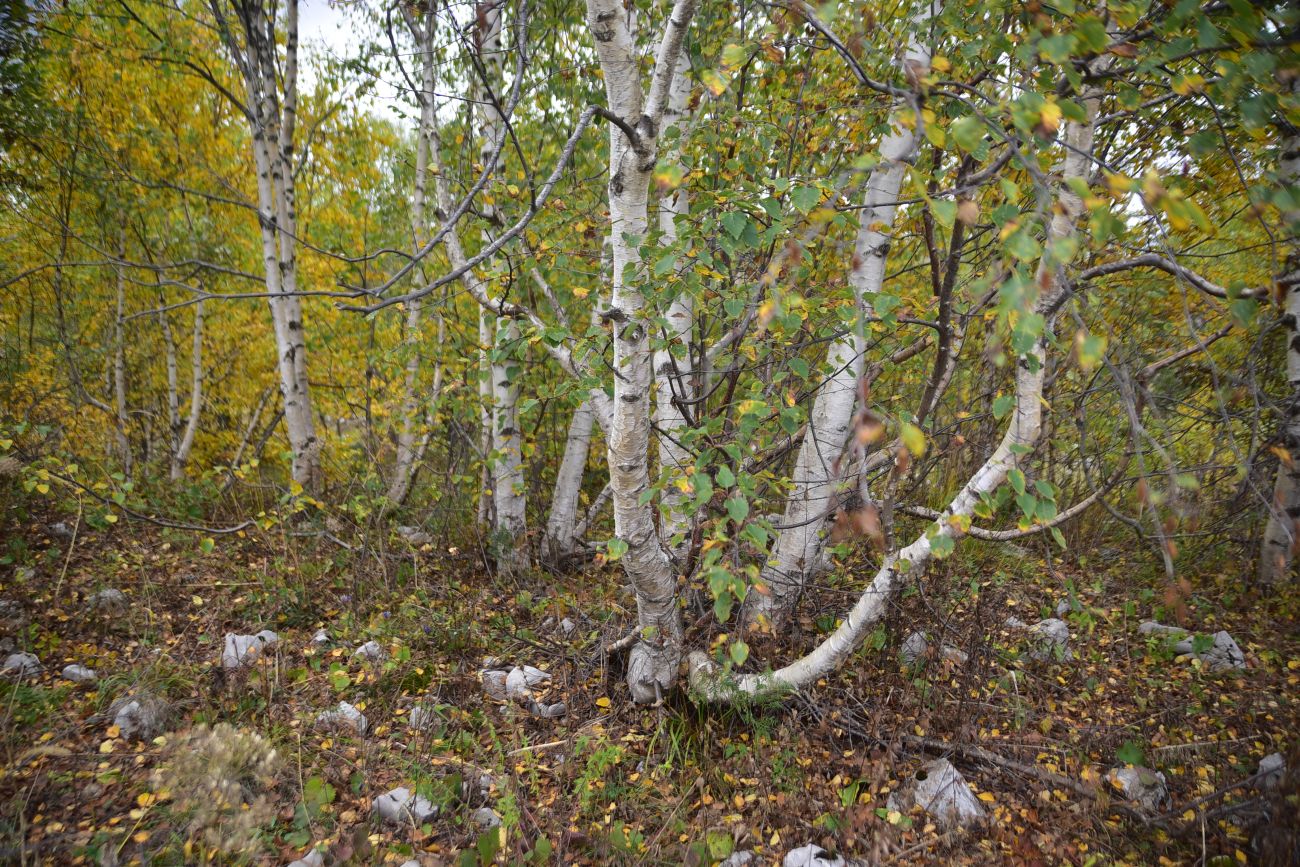 Окрестности ретранслятора, image of landscape/habitat.