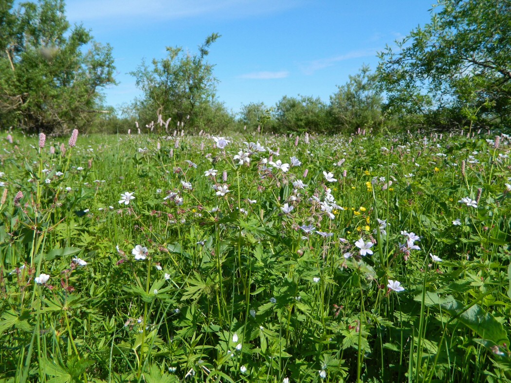 Верховье Юнъяхи, image of landscape/habitat.