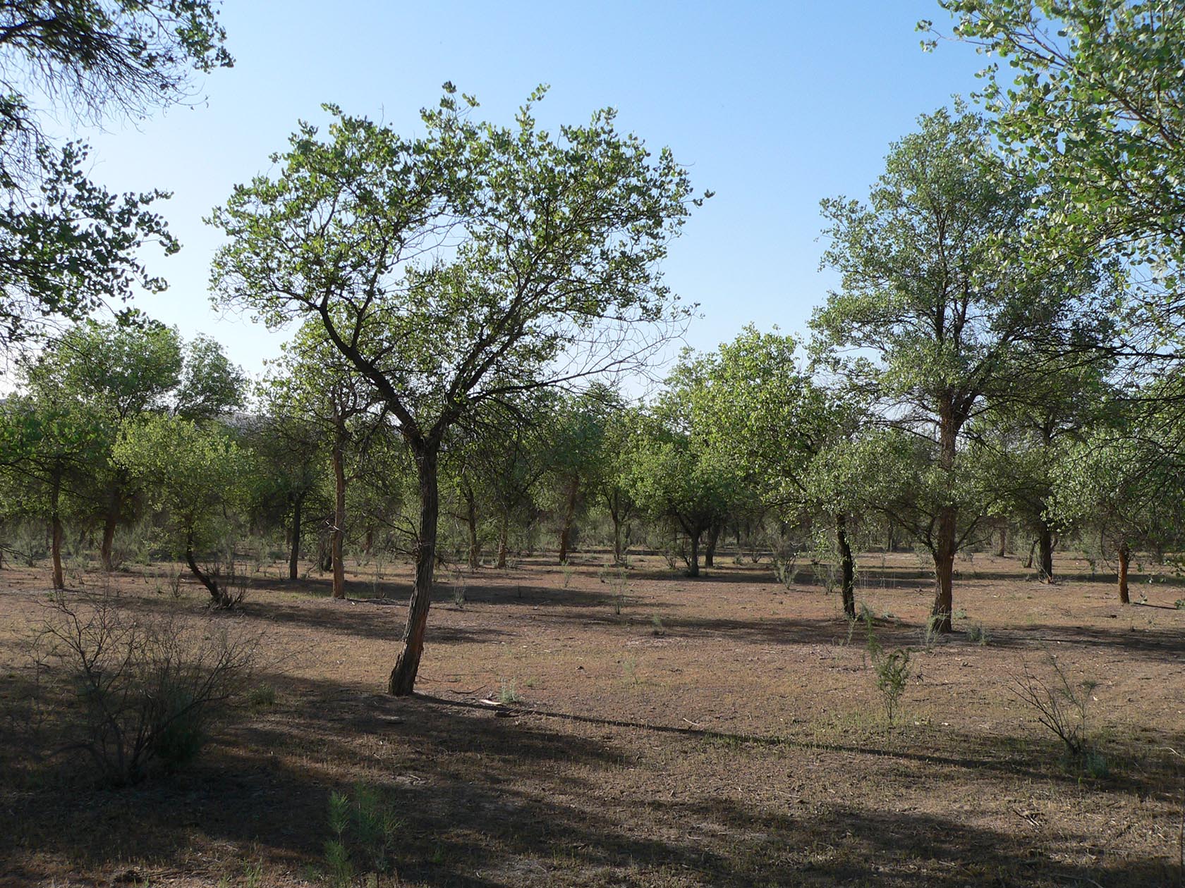 Полвонтугай, image of landscape/habitat.