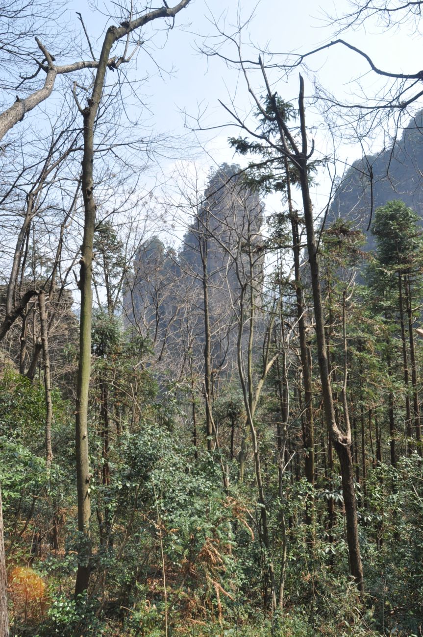 Национальный парк "Чжанцзяцзе", image of landscape/habitat.
