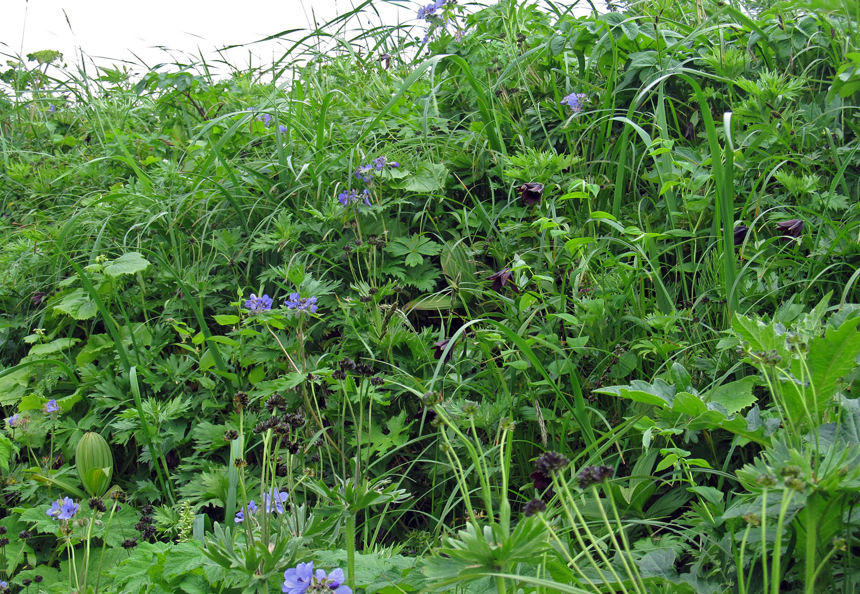 Остров Медный, image of landscape/habitat.