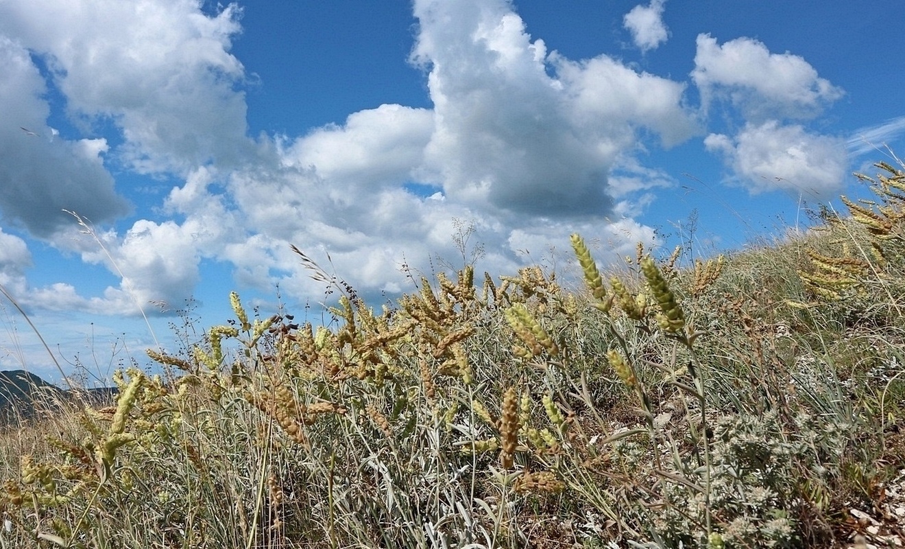 Гора Шахан, image of landscape/habitat.