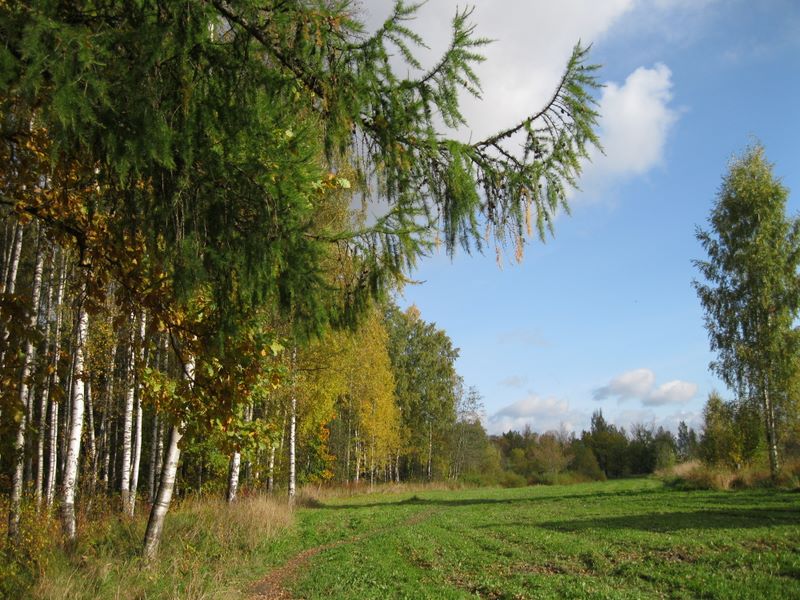 Город Пушкин, image of landscape/habitat.