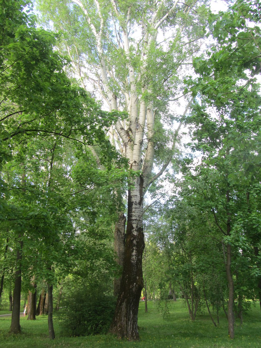 Лошицкий парк, изображение ландшафта.