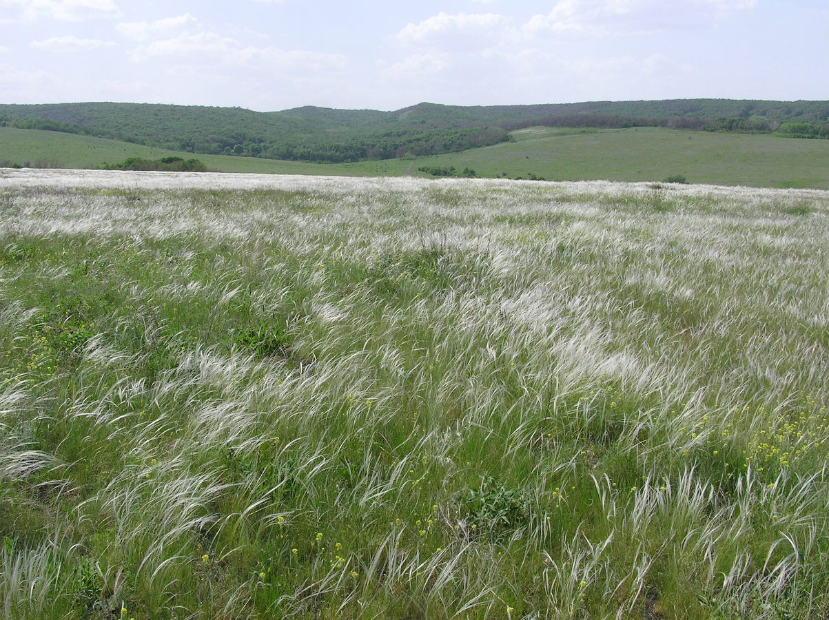 Разбойщина, image of landscape/habitat.