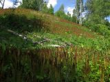 Солнечная роща, image of landscape/habitat.