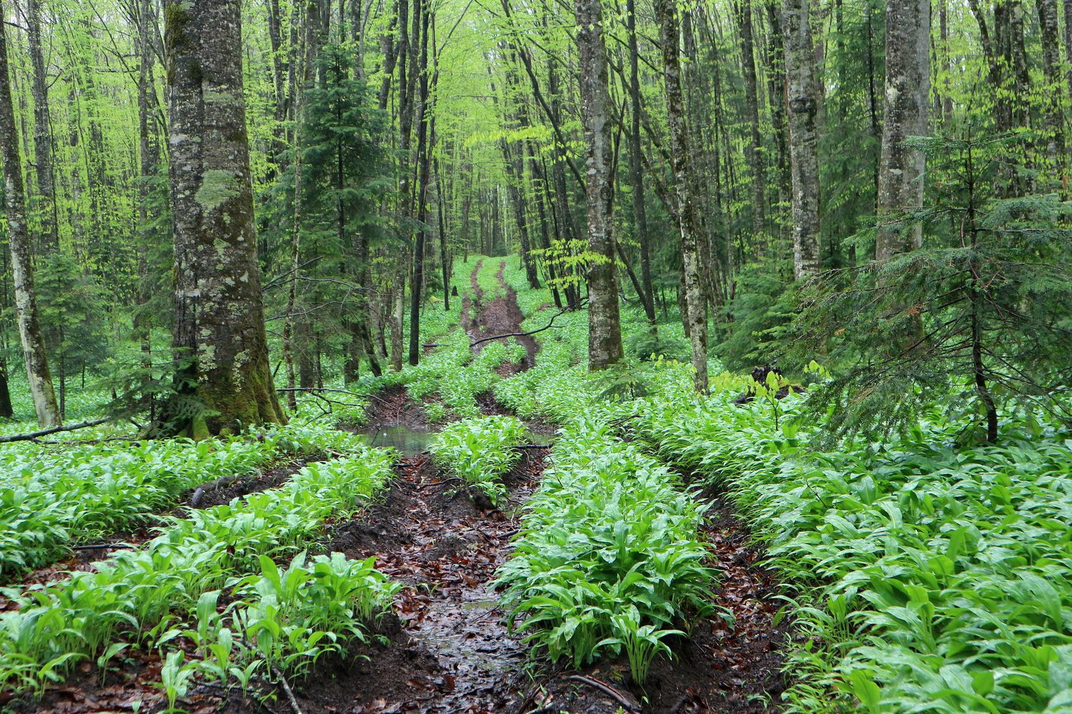 Долина реки Мезмай, image of landscape/habitat.