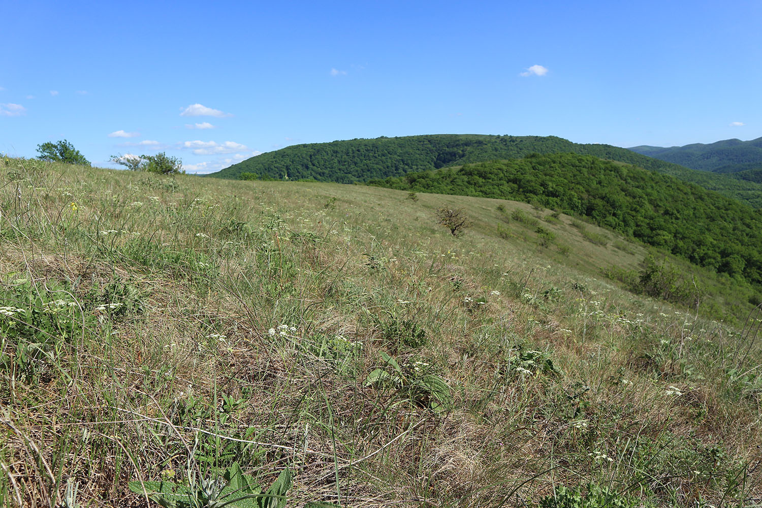 Херсонка, image of landscape/habitat.