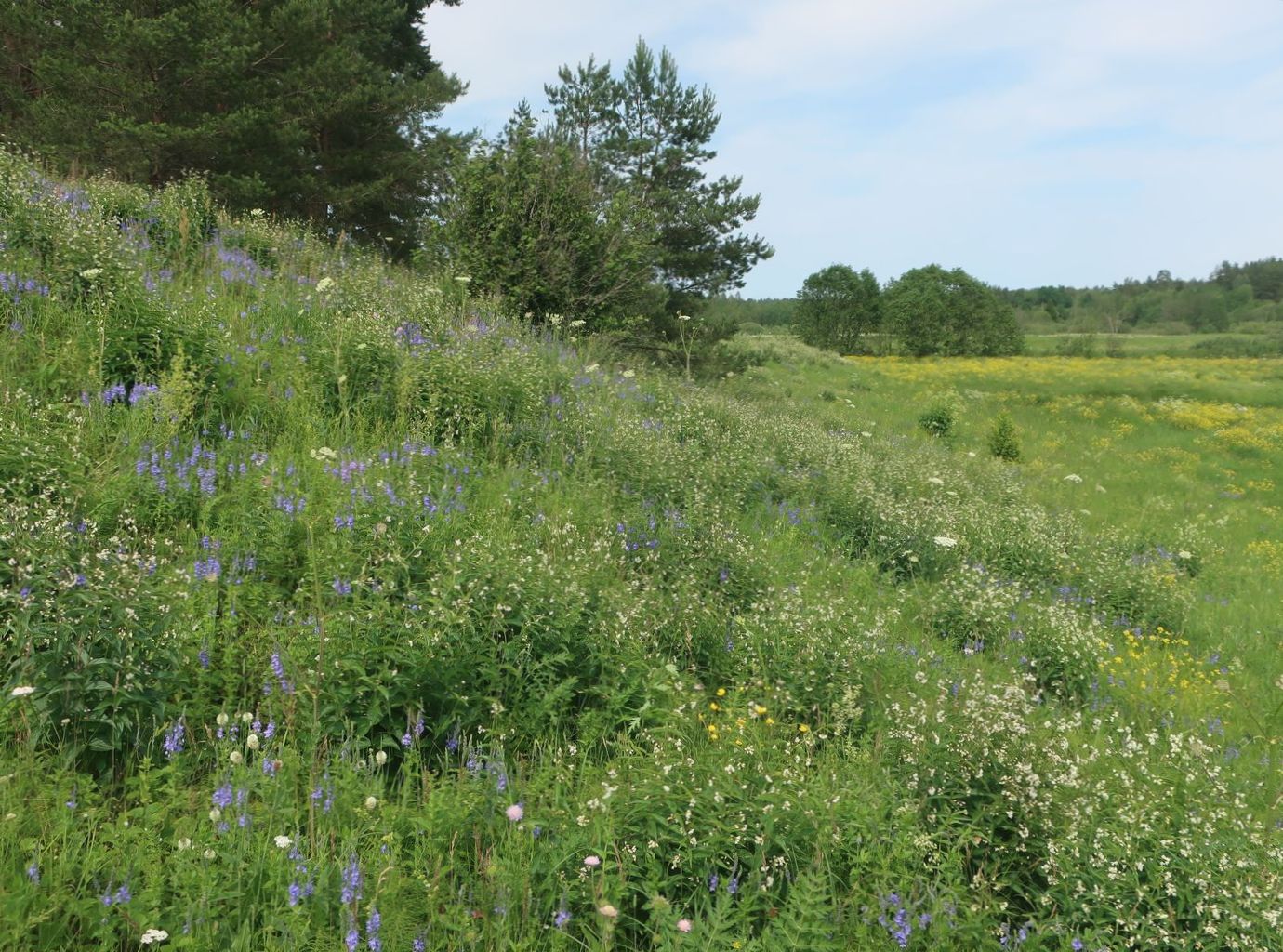 Дуденёвский заказник и р. Тьма, image of landscape/habitat.